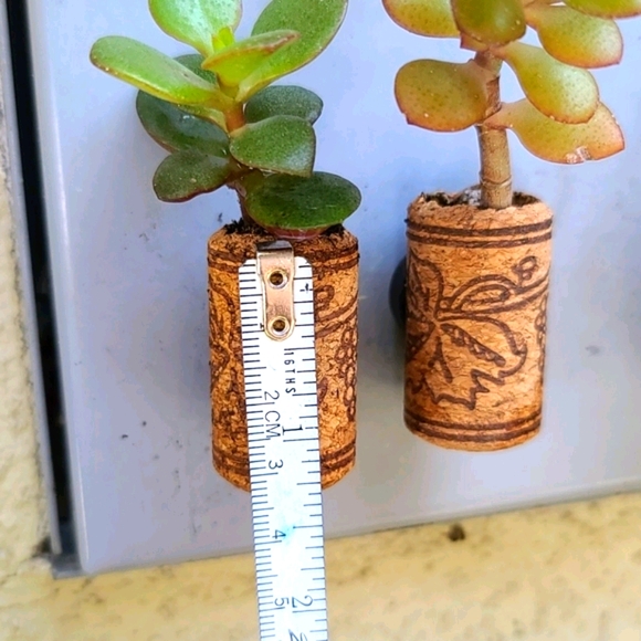 Magnetic Cork Succulent Planter - Picture 3 of 4